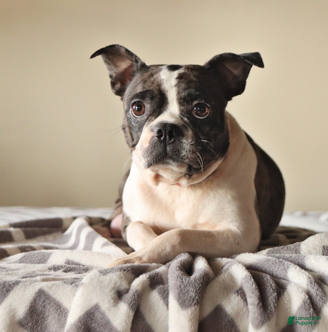 Boston Terrier dogs for sale: Lacey - Image 11