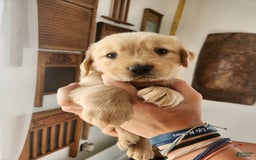 Golden Retriever dogs for sale: Miss Burgundy - Image 1