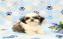 Shih Tzu dogs for sale: Parker - Image 3