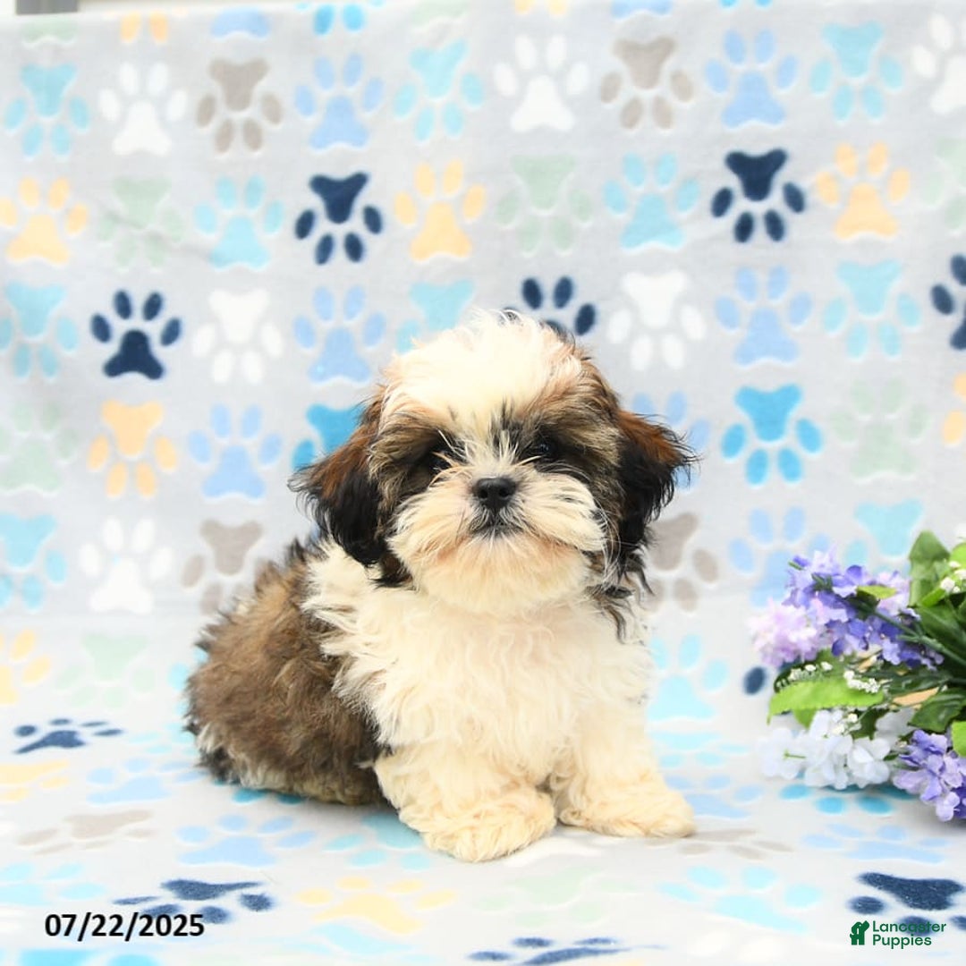 Shih Tzu dogs for sale: Parker - Image 3
