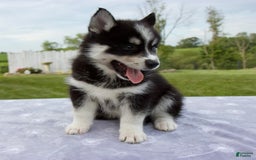 Pomsky dogs for sale: Bluey - Image 7