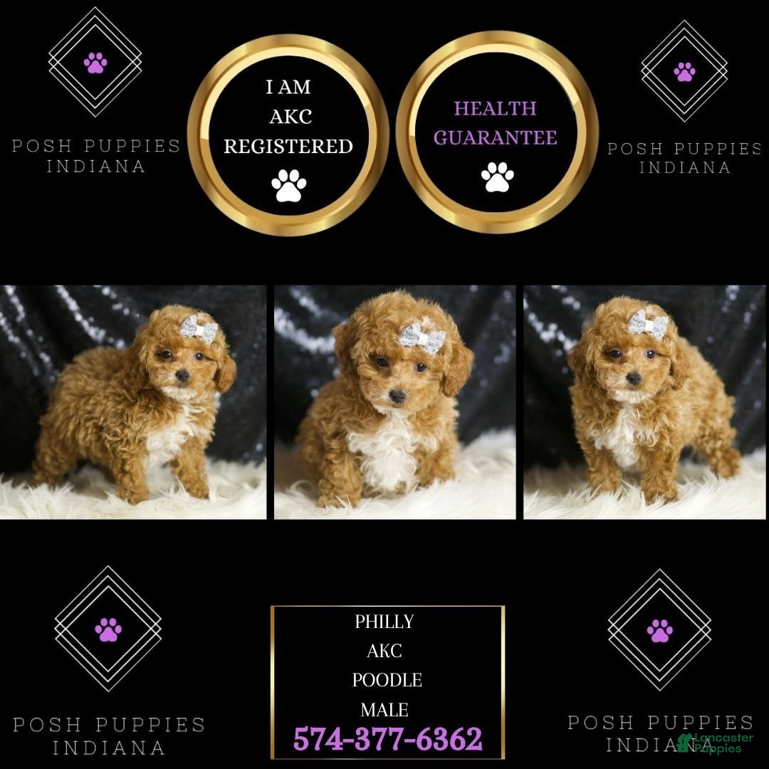 Toy Poodle dogs for sale: Philly - Image 2