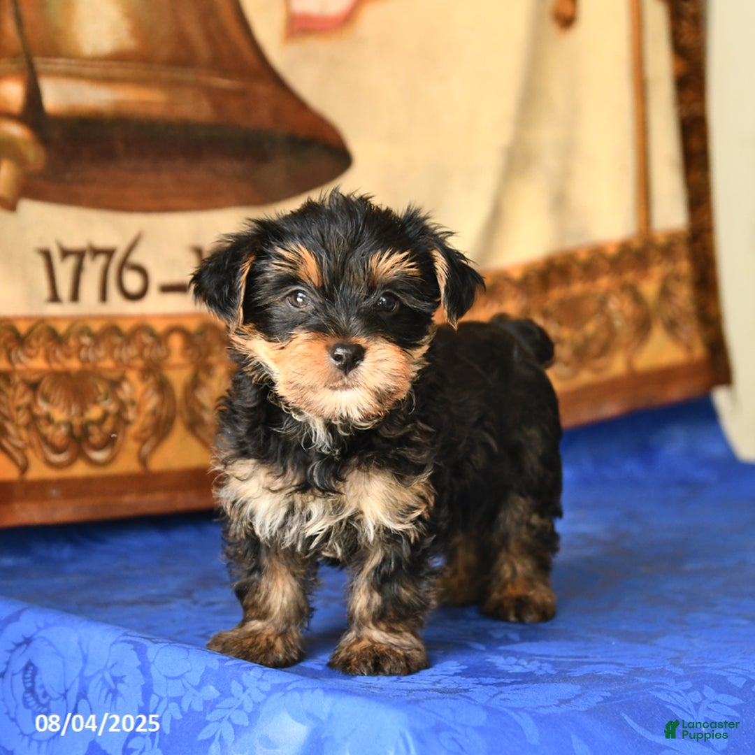 Yorkshire Terrier dogs for sale: Felix - Image 5