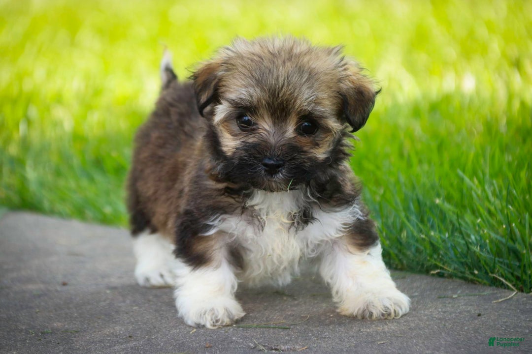 Havanese dogs for sale: Spice - Image 7