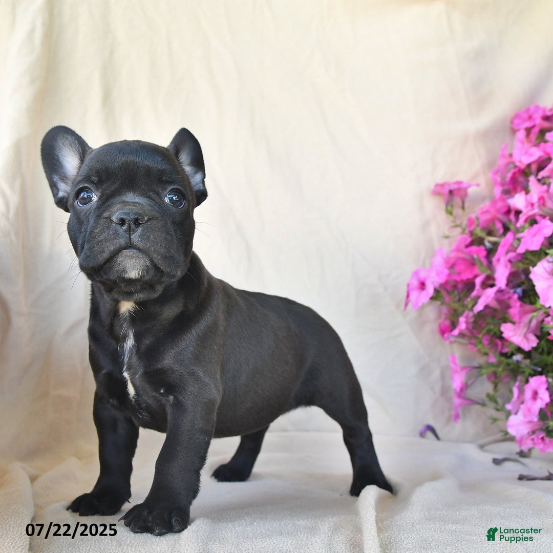 Frenchton dogs for sale: Fuzzie - Image 2