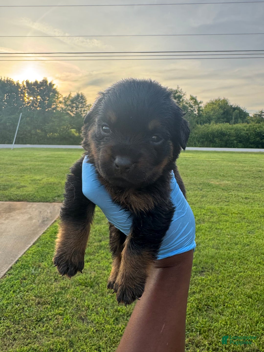Rottweiler dogs for sale: Jack - Image 5