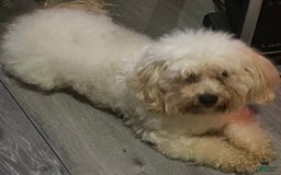 Cavachon dogs for sale: Snow - Image 3