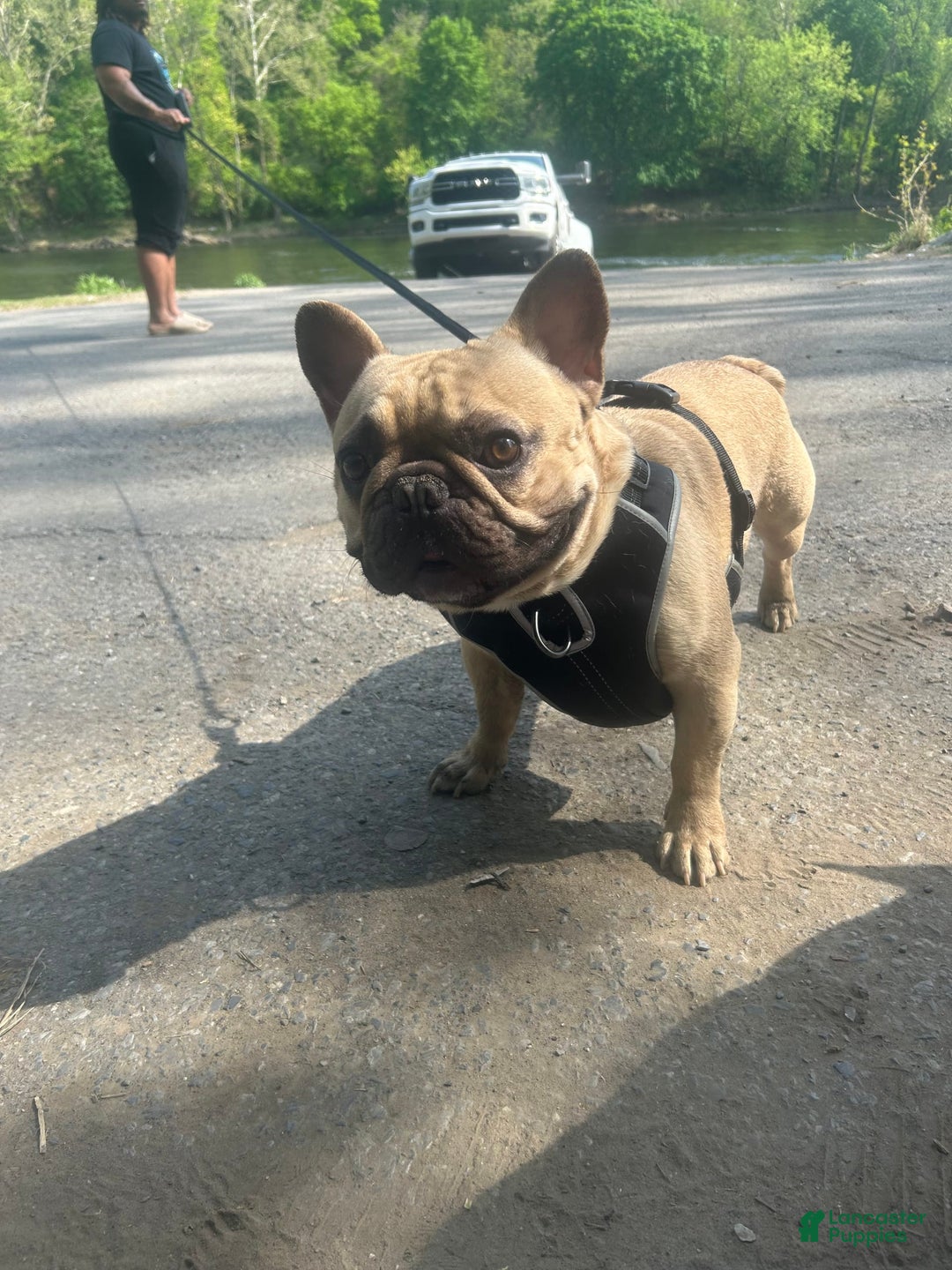 French Bulldog dogs for sale: A - Image 5