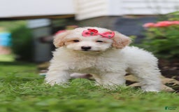 Mini Aussiedoodle dogs for sale: Kandy - Image 6