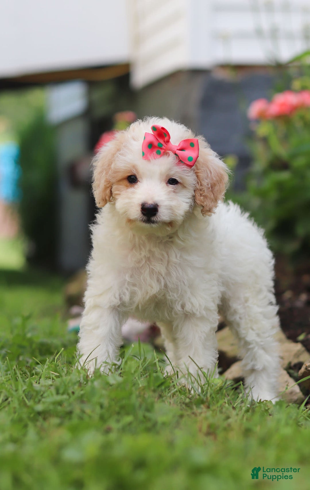 Mini Aussiedoodle dogs for sale: Kandy - Image 6