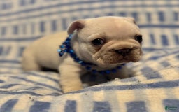 French Bulldog dogs for sale: Larry - Image 3
