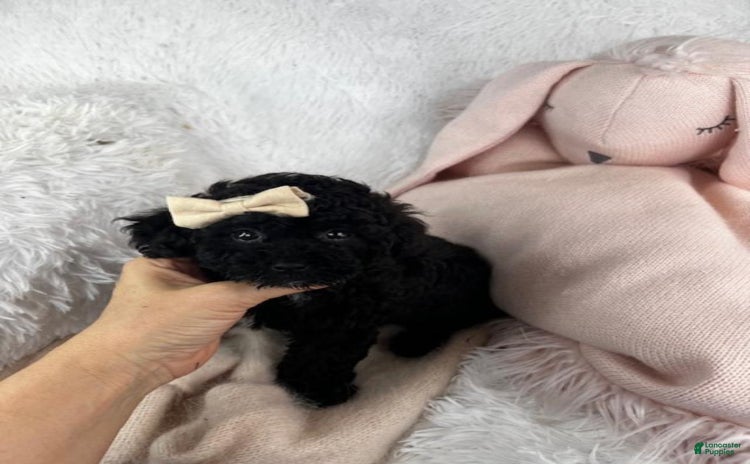 Toy Poodle dogs for sale - Ad 3