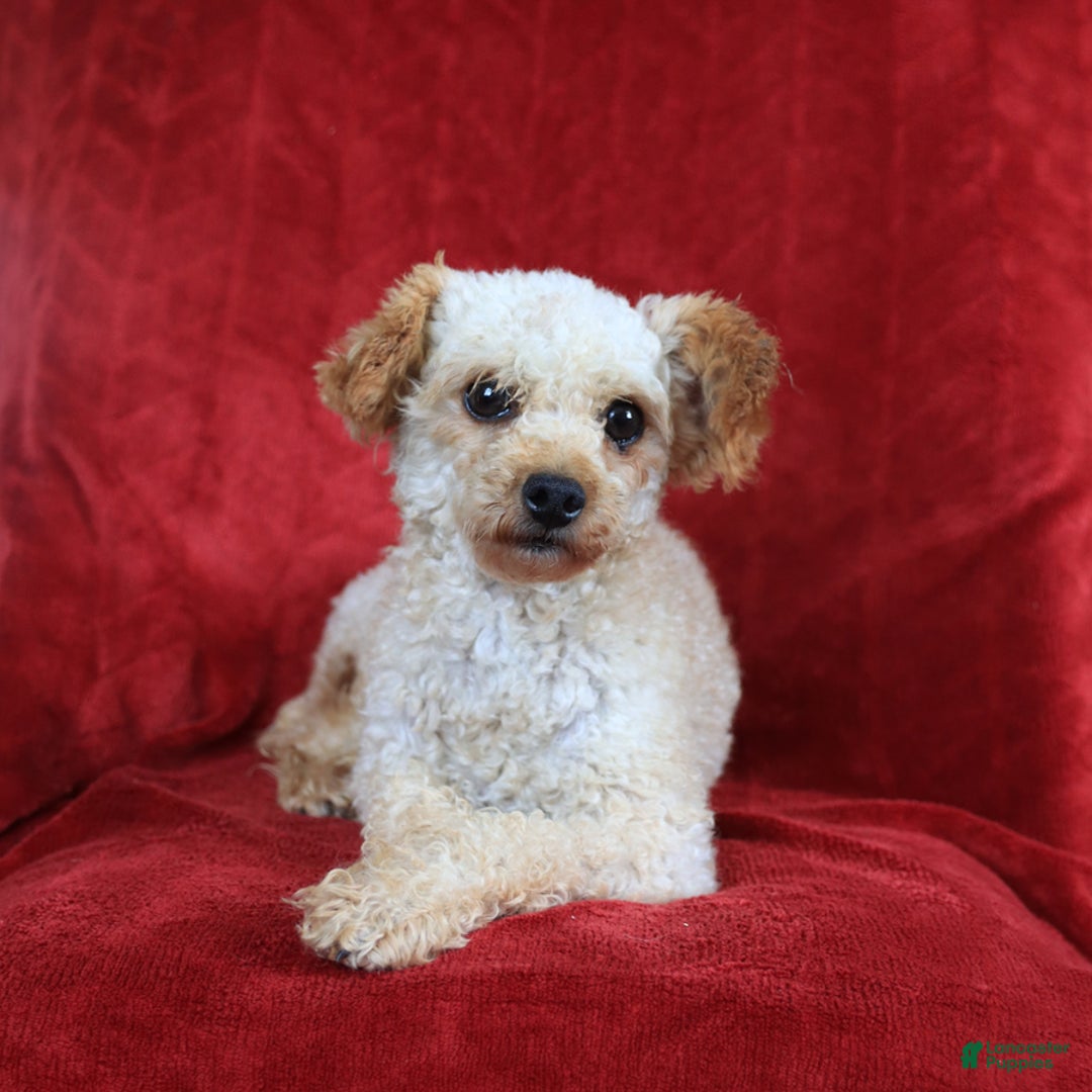 Maltipoo dogs for sale: Duane - Image 7