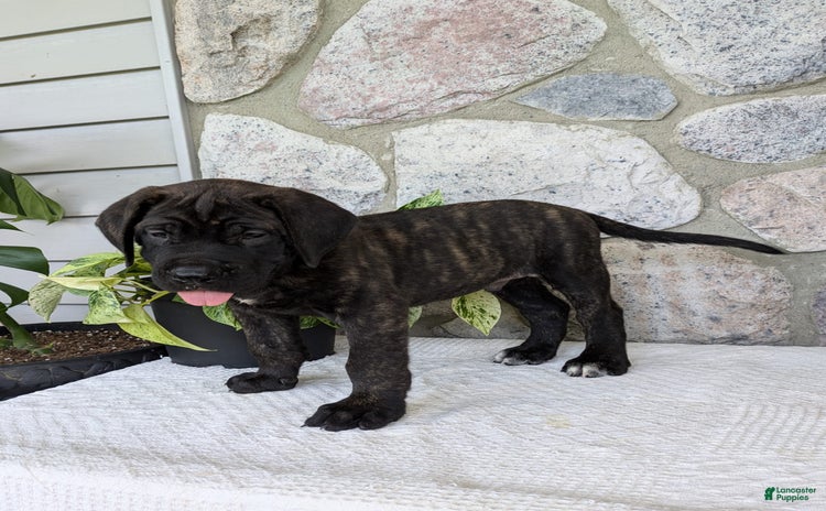English Mastiff dogs for sale - Ad 4