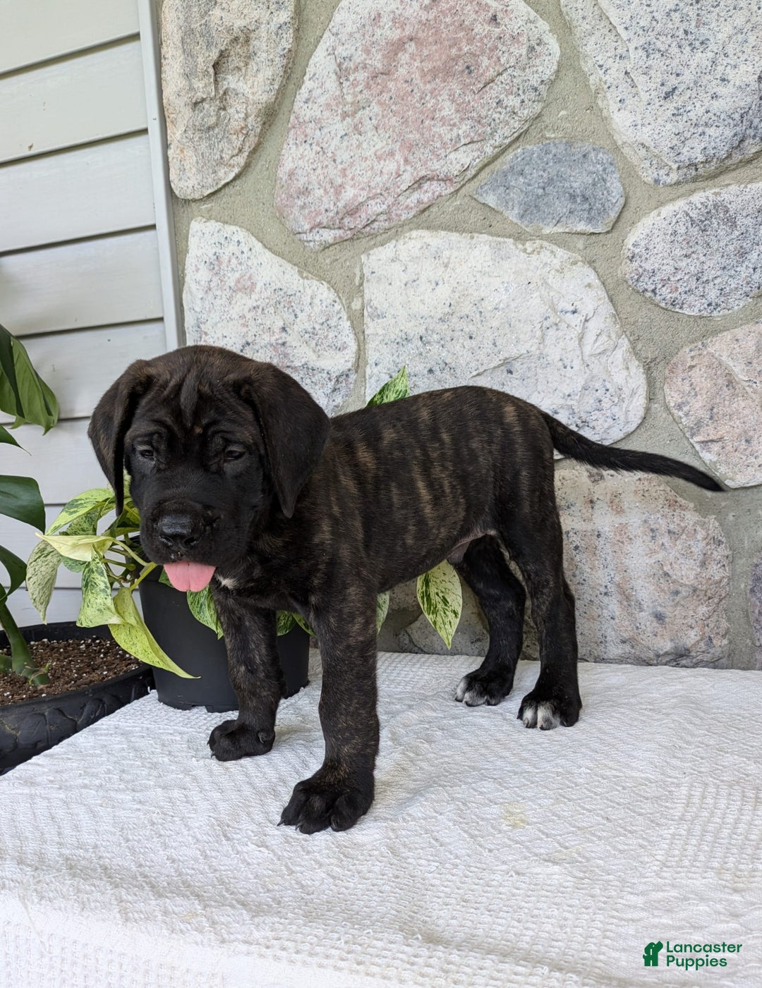 English Mastiff dogs for sale: Bruno - Image 1