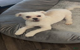 Maltipoo dogs for sale: Ghost - Image 1