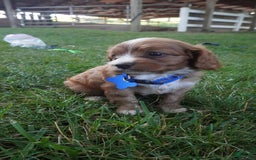Cavapoo dogs for sale: Toodles - Image 7