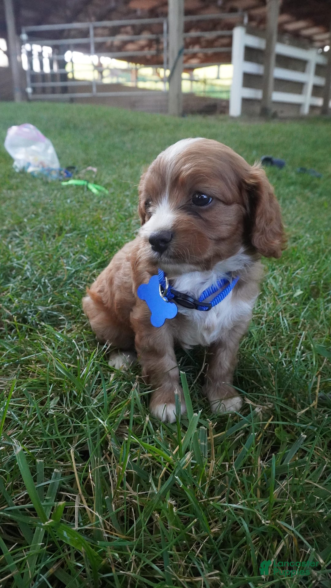 Cavapoo dogs for sale: Toodles - Image 7