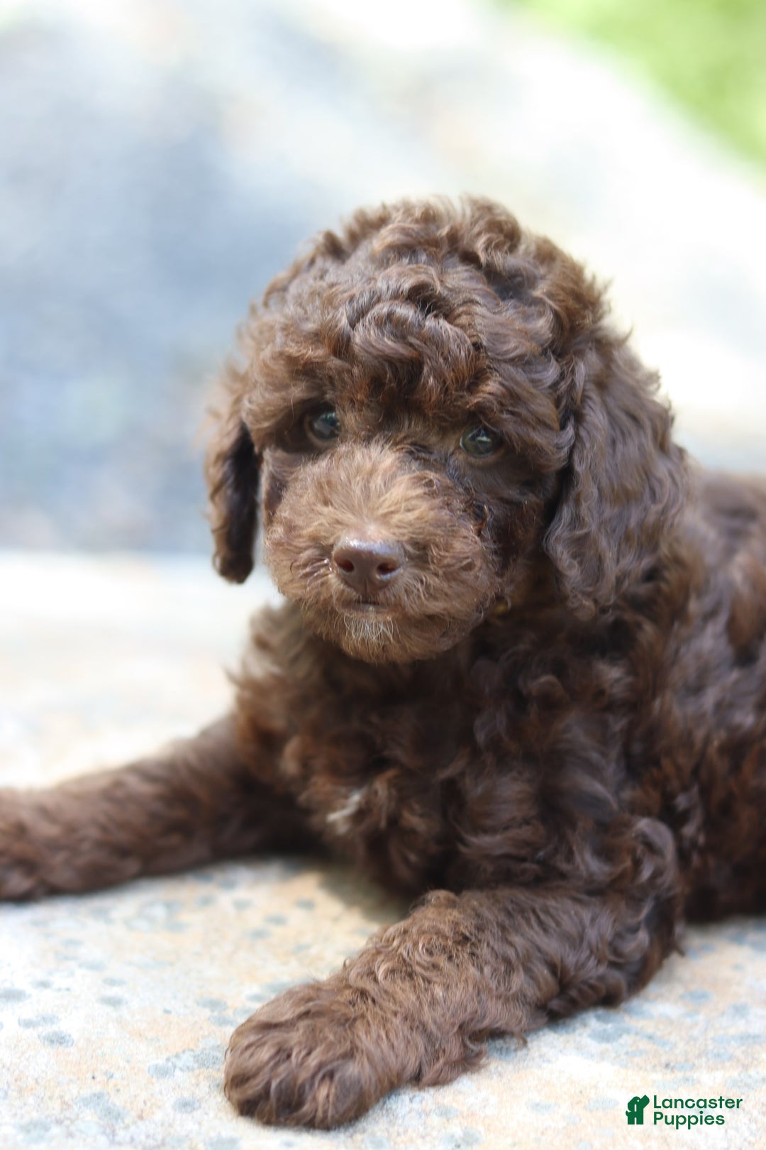 Miniature Poodle dogs for sale: Scout - Image 2