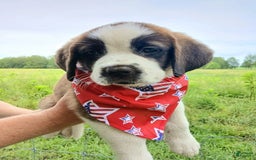 Saint Bernard dogs for sale: Coleman Saint Bernards Of Ohio Roxy - Image 3