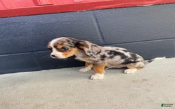Beaglier dogs for sale: Marshal - Image 7