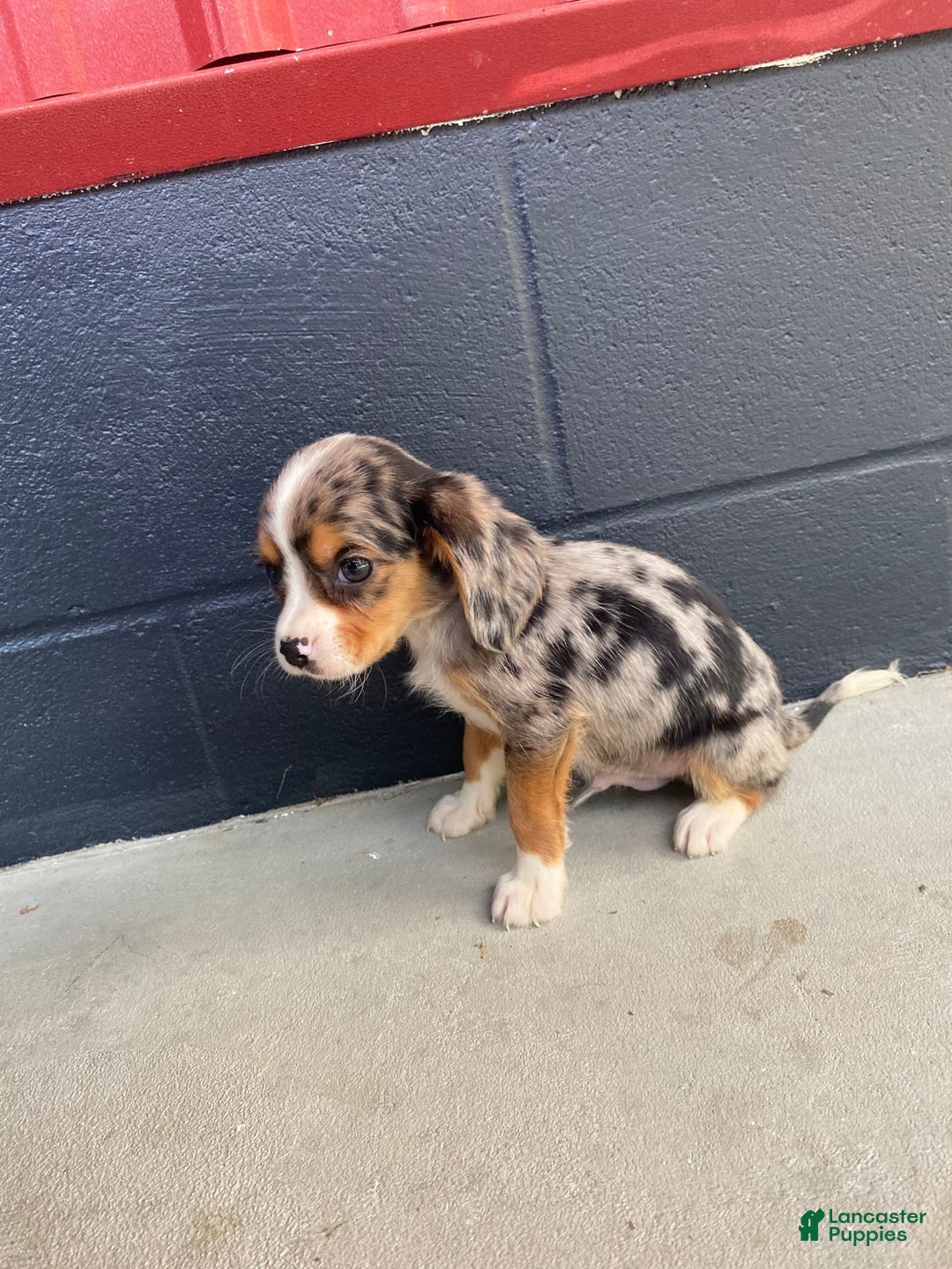 Beaglier dogs for sale: Marshal - Image 7