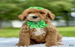 Goldendoodle dogs for sale: Dream - Image 3