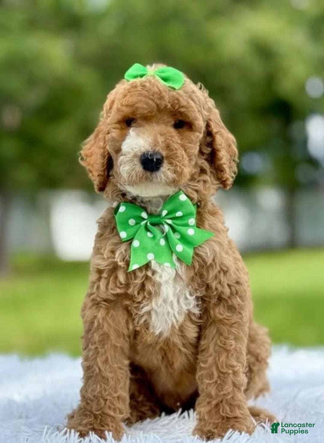 Goldendoodle dogs for sale: Dream - Image 3
