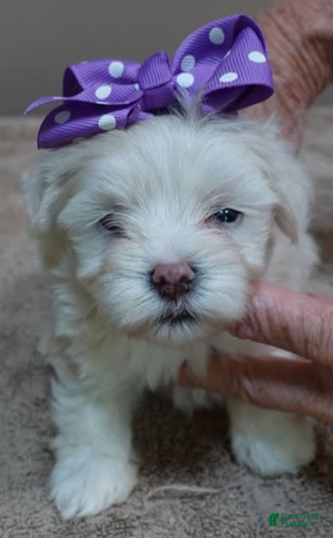 Maltese dogs for sale: Brooklyn - Image 5