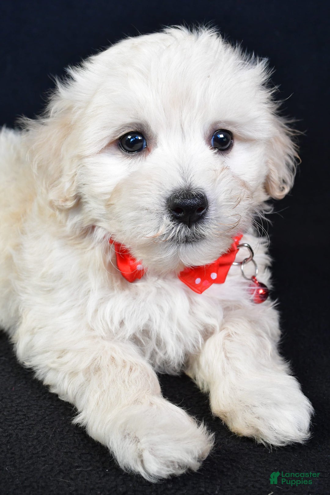 Maltipoo dogs for sale: Bruno - Image 5