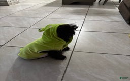 Miniature Poodle dogs for sale: Panchito - Image 5