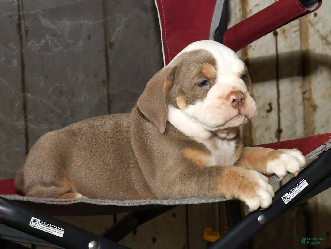 Beabull dogs for sale: Finn - Image 3