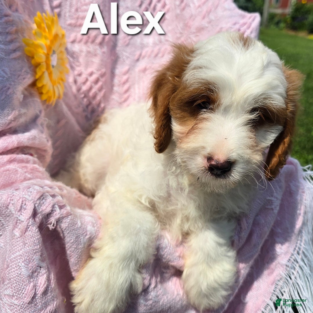 Cavapoo dogs for sale: Alex - Image 1