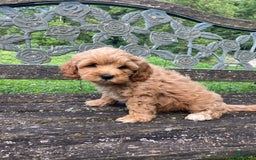 Cockapoo dogs for sale: Buster - Image 4