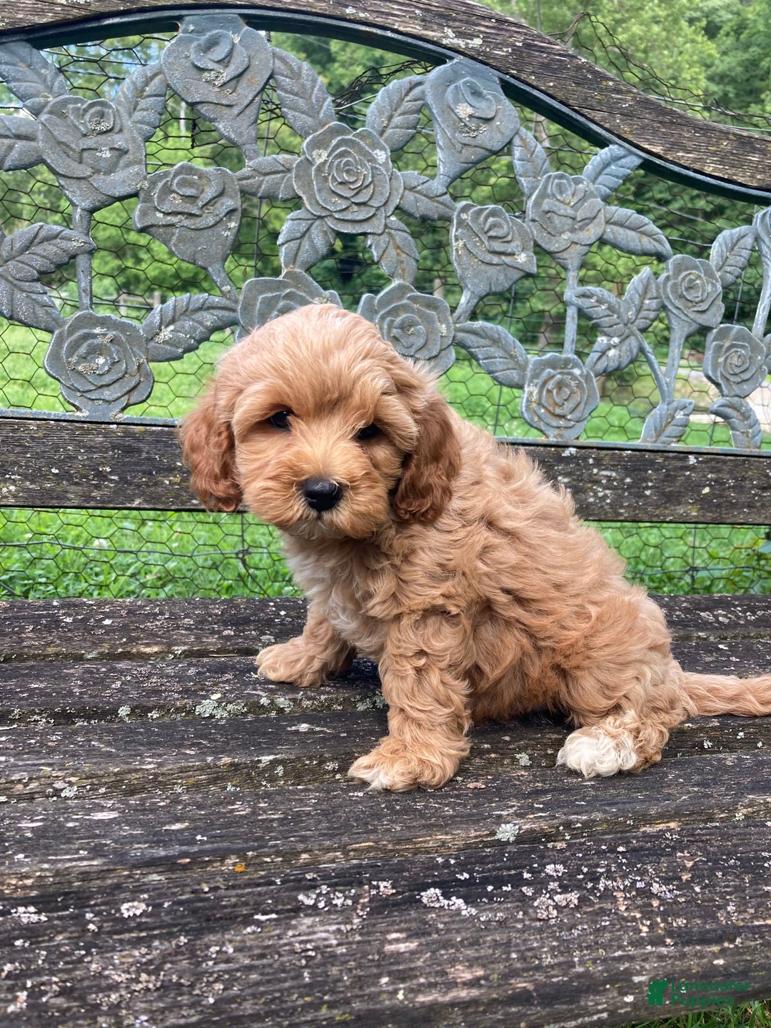 Cockapoo dogs for sale: Buster - Image 4