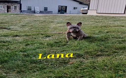 French Bulldog dogs for sale: Abby - Image 10