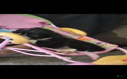 Boston Terrier dogs for sale: Mason - Image 5
