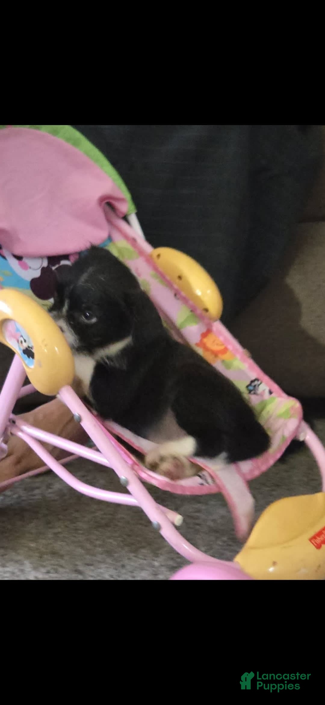 Boston Terrier dogs for sale: Mason - Image 5