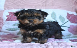 Morkie dogs for sale: Benji - Image 3