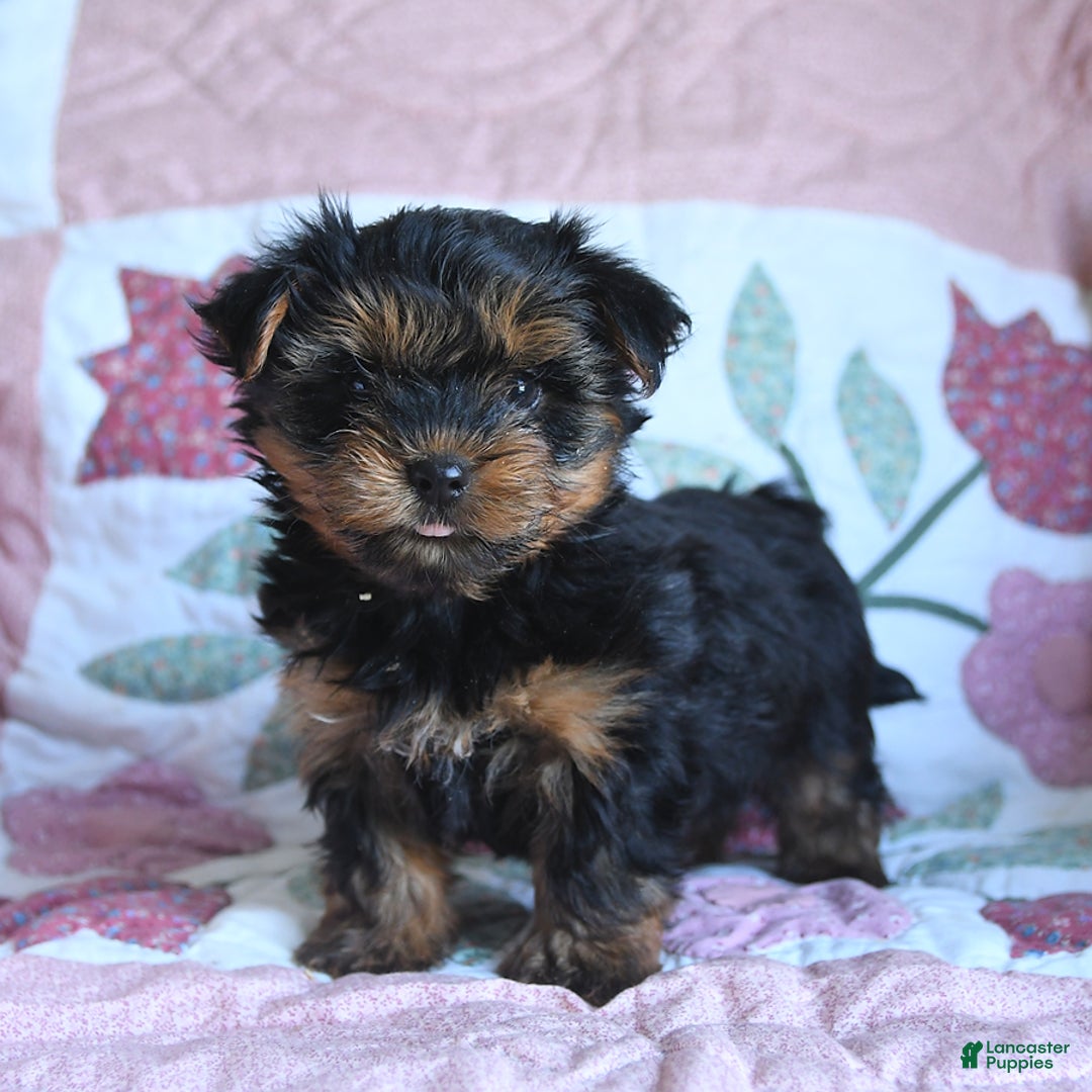 Morkie dogs for sale: Benji - Image 3