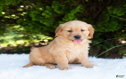 Golden Retriever dogs for sale: Hannah - Image 1