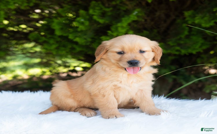 Golden Retriever dogs for sale - Ad 4