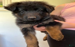 German Shepherd dogs for sale: Female - Image 1