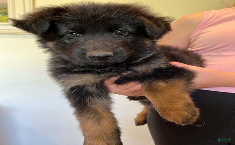 German Shepherd dogs for sale - Ad 1