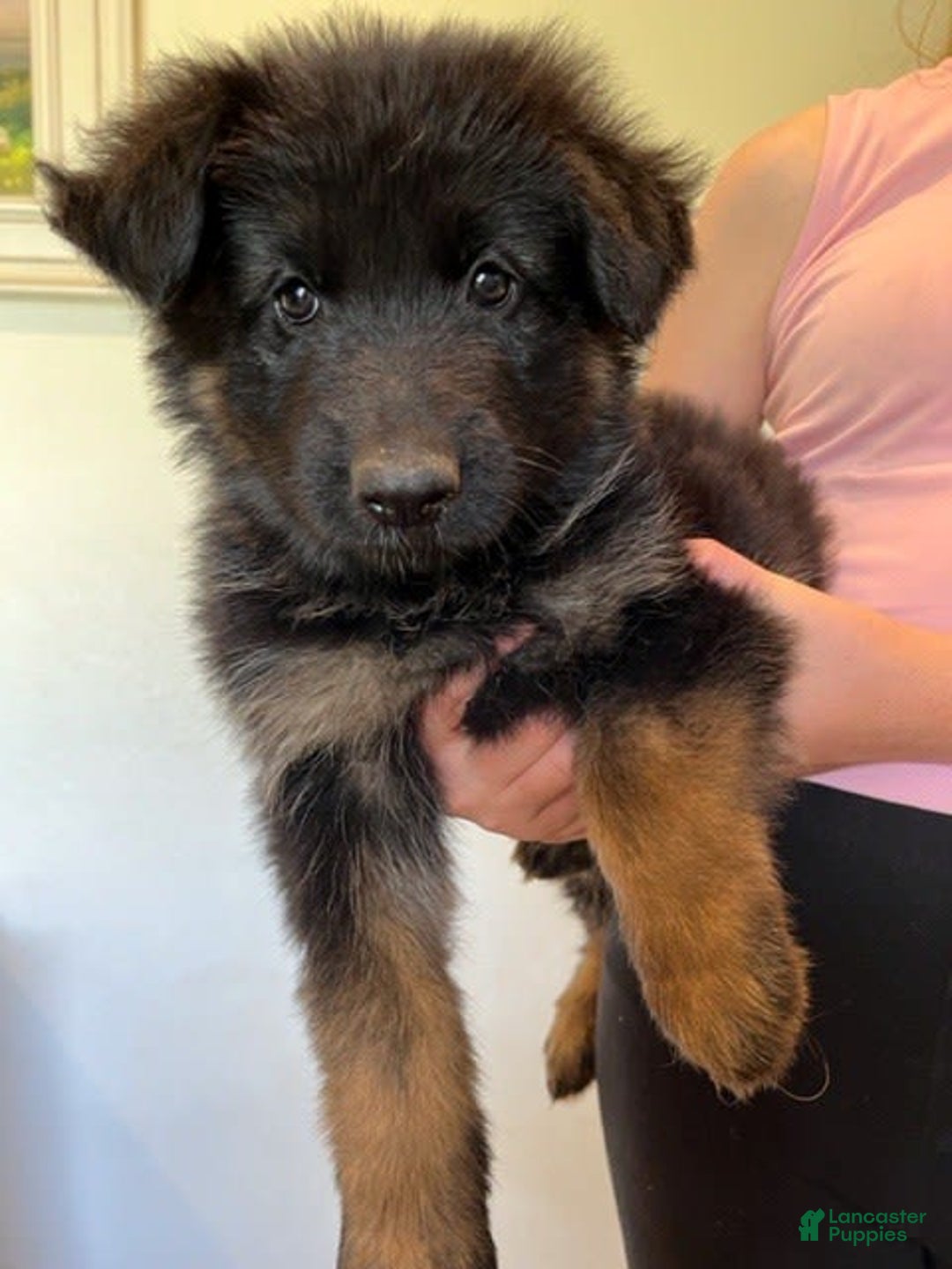 German Shepherd dogs for sale: Female - Image 1