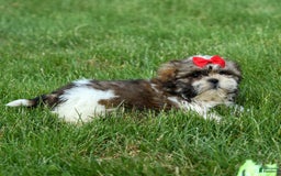 Shih Tzu dogs for sale: Lucky - Image 5