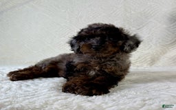 Cockapoo dogs for sale: Cockapoo 5 puppies - Image 22