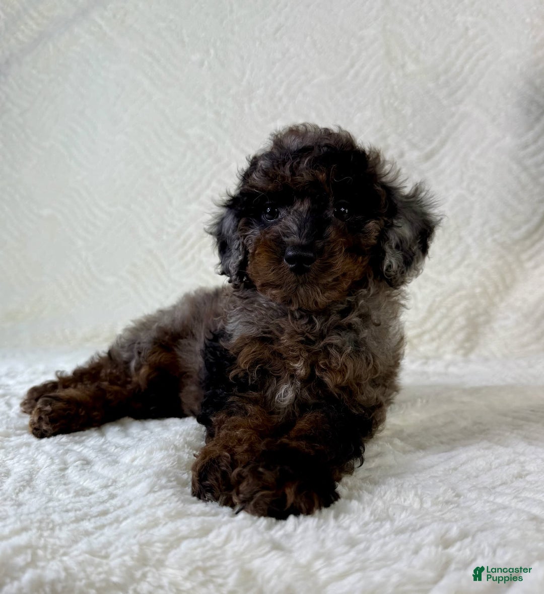 Cockapoo dogs for sale: Cockapoo 5 puppies - Image 22