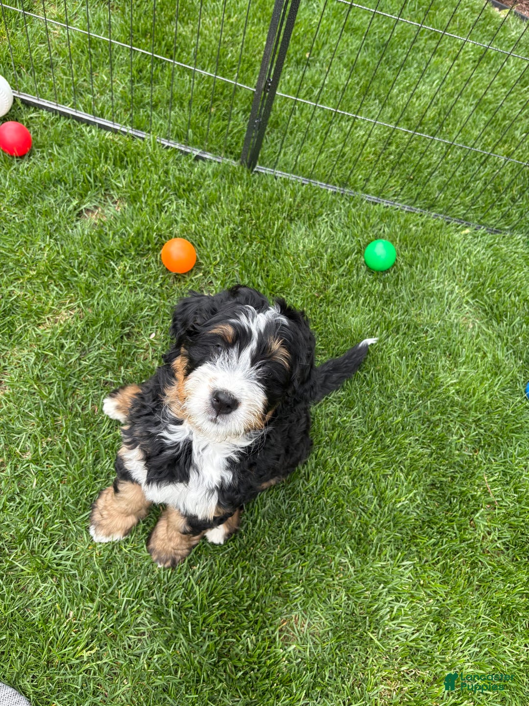 Bernedoodle dogs for sale: Prudence - Image 4