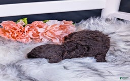 Mini Bernedoodle dogs for sale: Brie - Image 3